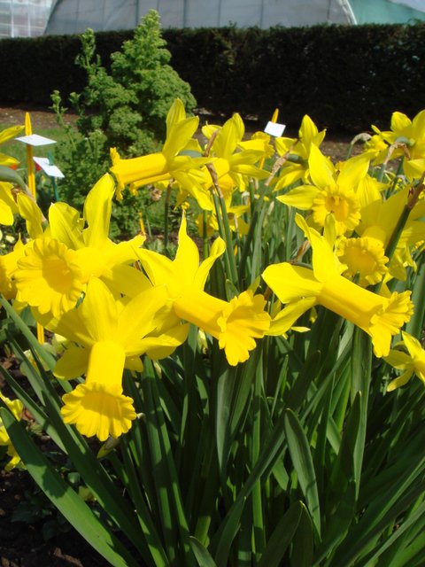 Narcissus cyclamineus 'Peeping Tom ' PB 3